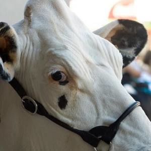 Meet your Posher, Gary